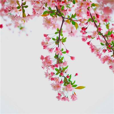 欢乐画画师最新版(暂未上线)v1.0 安卓版